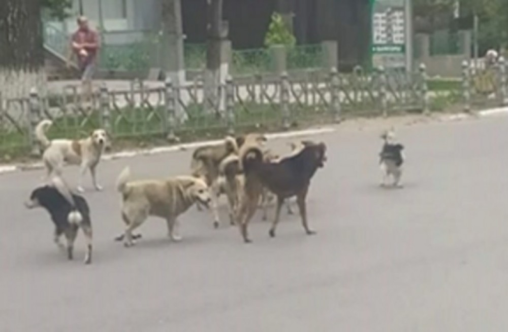 Clipe de GROAZĂ pentru o fetiță de 8 ani de la Florești: Atacată de o haită de peste 20 de câini